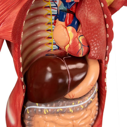 Disassemblable Human Body Model