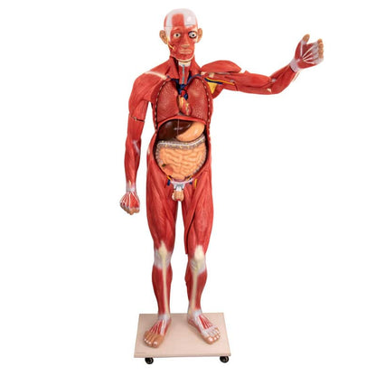 Disassemblable Human Body Model