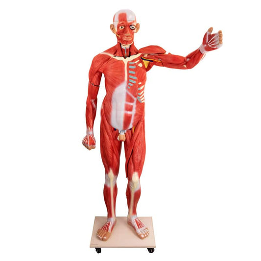 Disassemblable Human Body Model