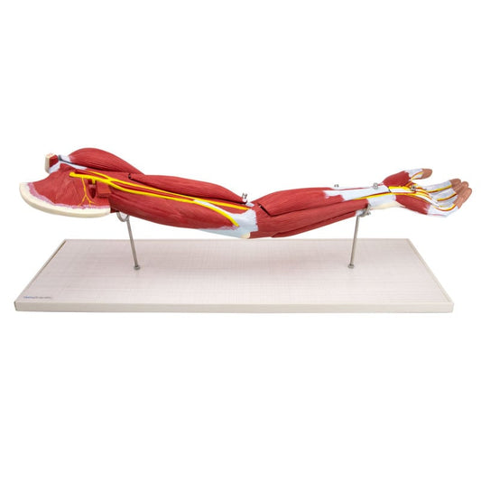 Arm Musculature Model