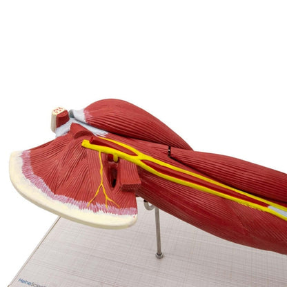 Arm Musculature Model