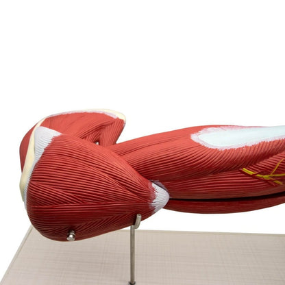 Arm Musculature Model