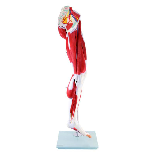 Leg Musculature Model