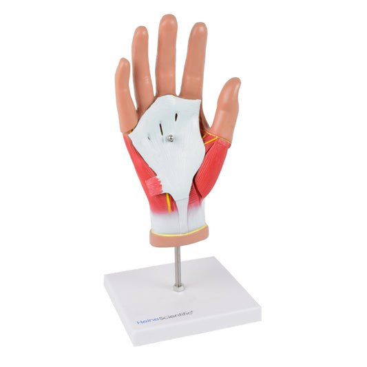 4-Part Hand Model