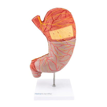 Stomach Model, 2 part