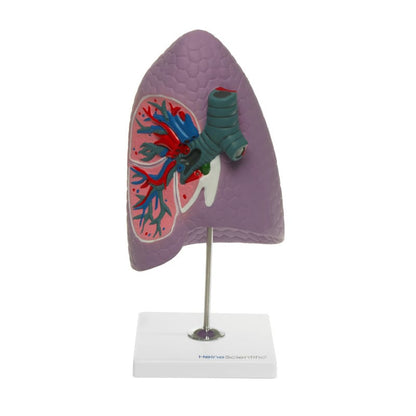 Human Lung Model