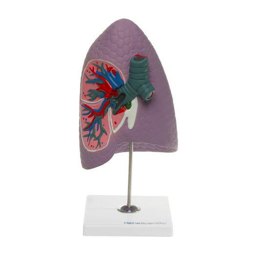 Human Lung Model