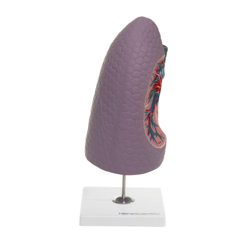 Human Lung Model