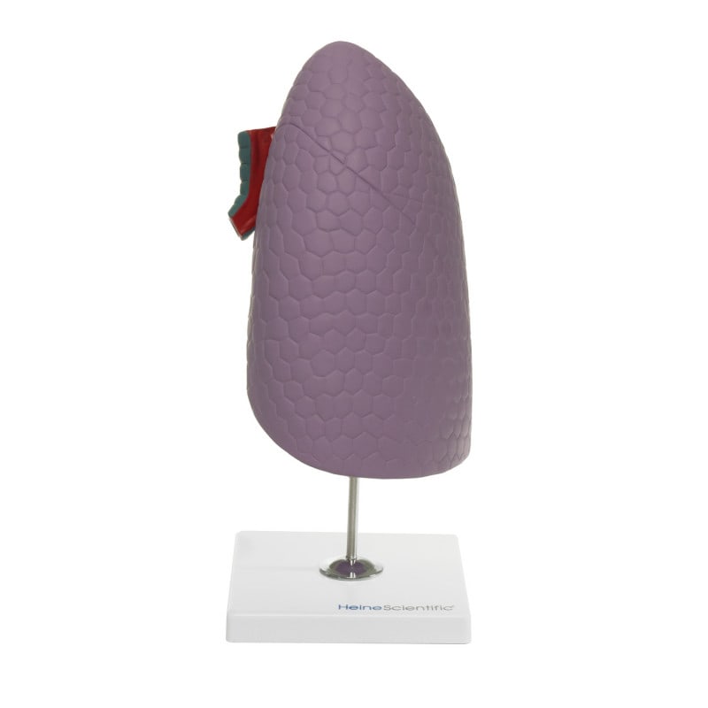 Human Lung Model