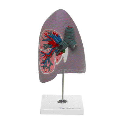 Human Lung Model