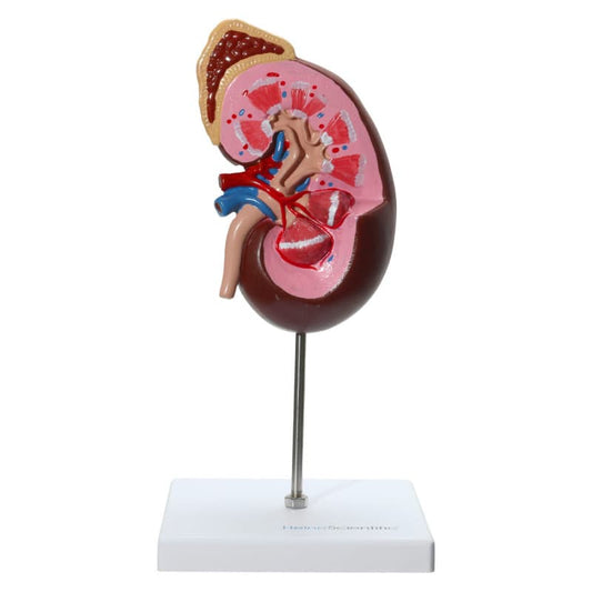 Kidney and Adrenal Gland Model