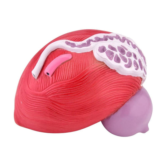 Male Bladder Model