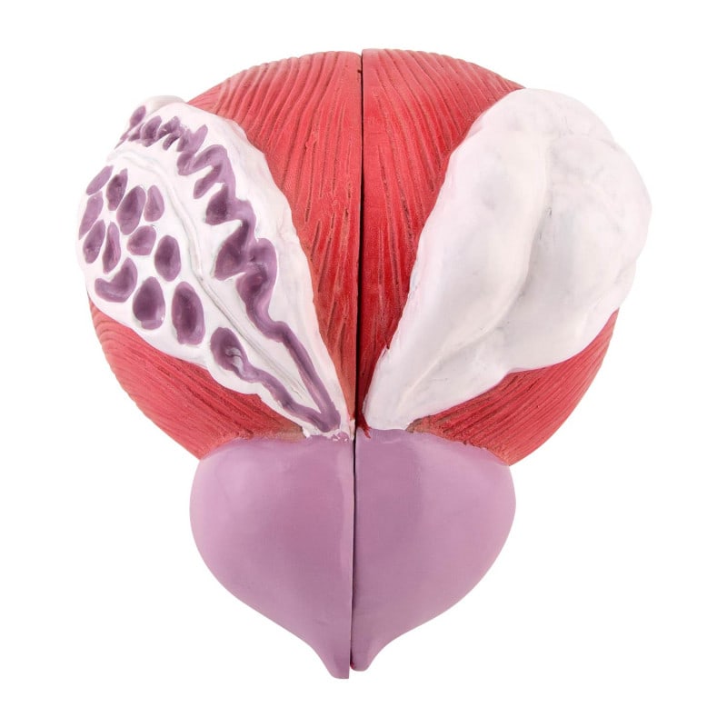 Male Bladder Model