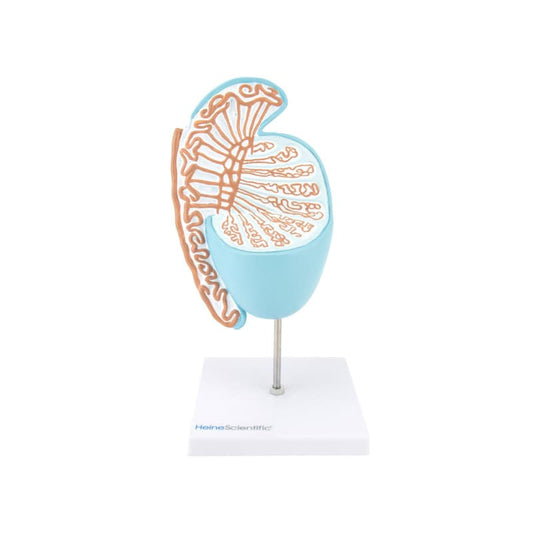 Testicle Model