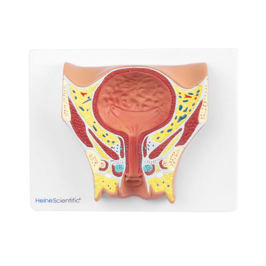Female Bladder Model