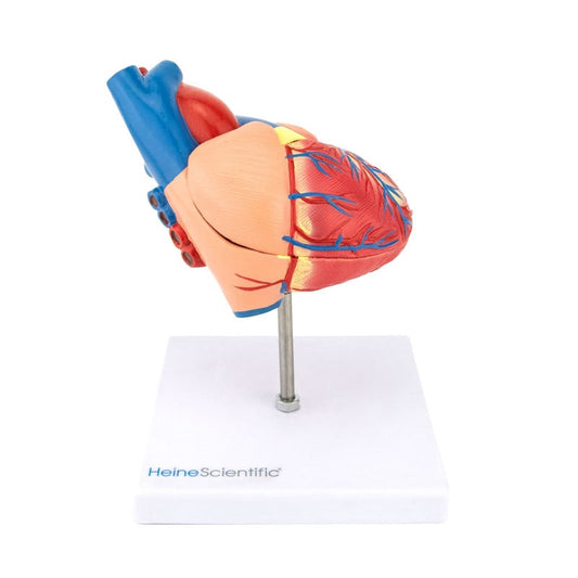 2-Part Heart Model