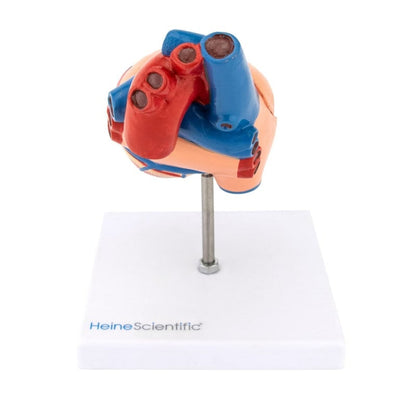 2-Part Heart Model