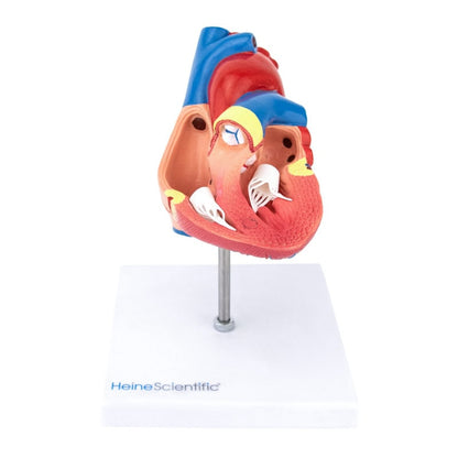 2-Part Heart Model