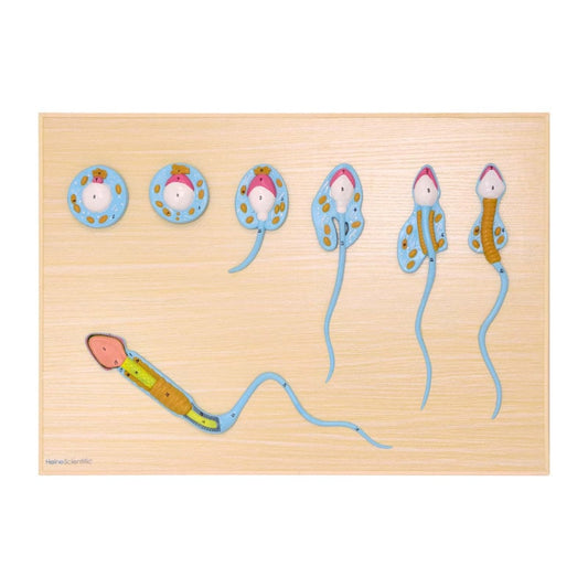 Spermatogenesis Model