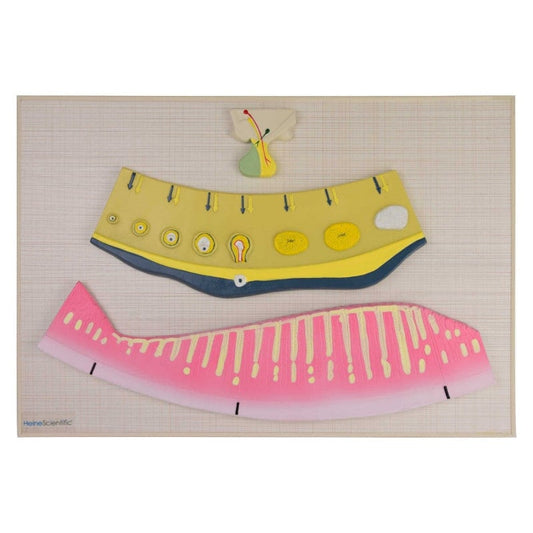 Model of Female Hormonal Cycle