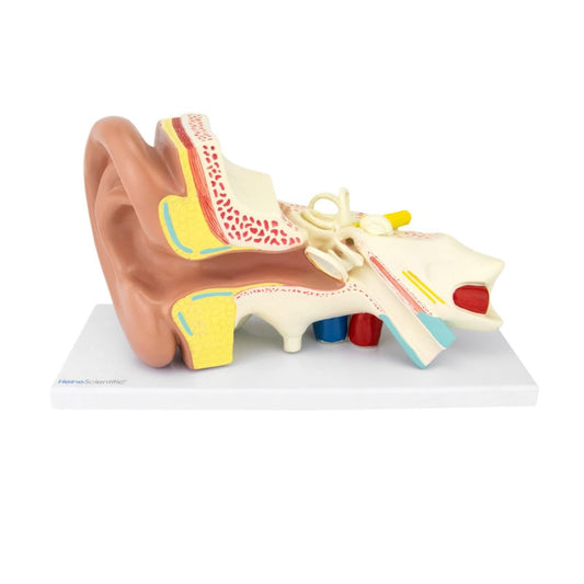 4-Part Ear Model