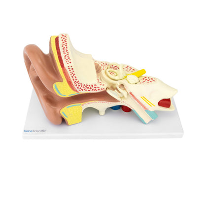 4-Part Ear Model