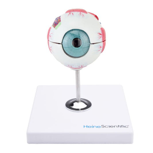 6-Part Eye Model