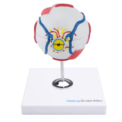 6-Part Eye Model