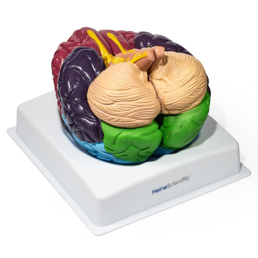 Brain Model with Brodmann Areas