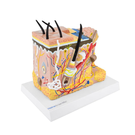 Skin Model