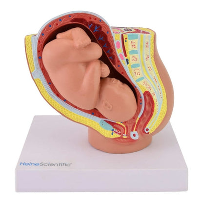 Miniature Pregnancy Model
