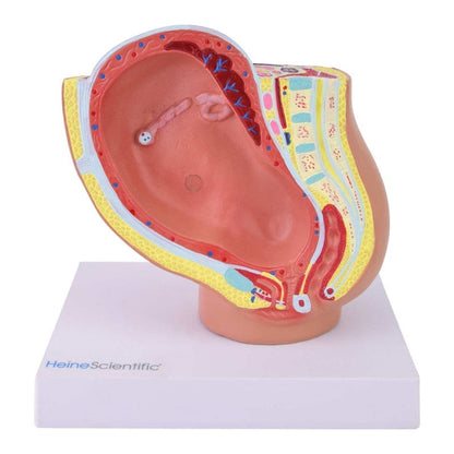Miniature Pregnancy Model