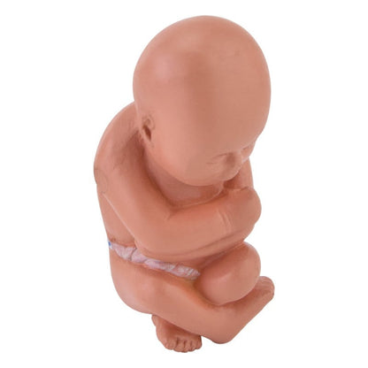 Miniature Pregnancy Model