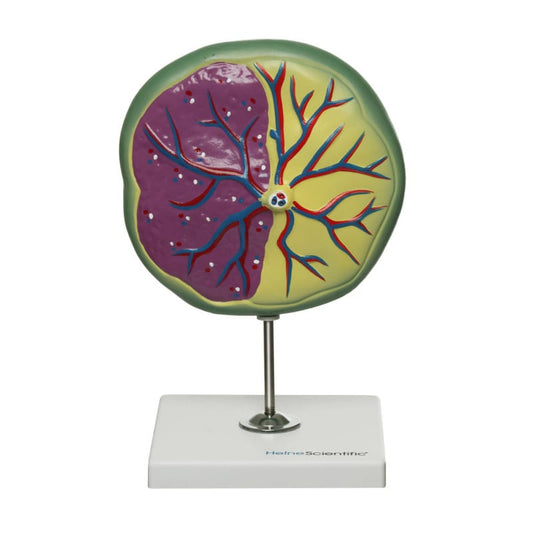 Placenta Model