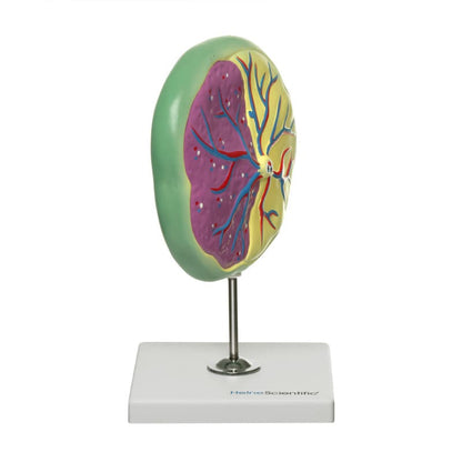 Placenta Model