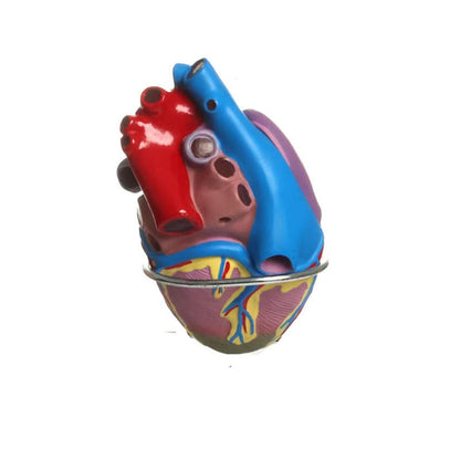 Hypertension Model Set
