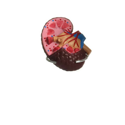 Hypertension Model Set