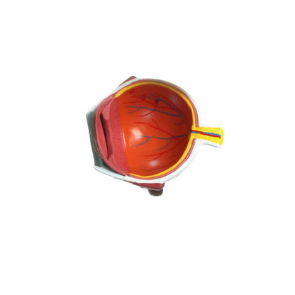 Hypertension Model Set