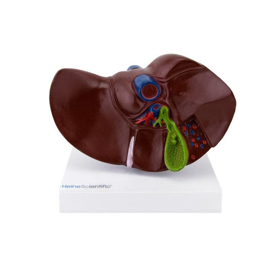 Model of Liver and Gall Bladder