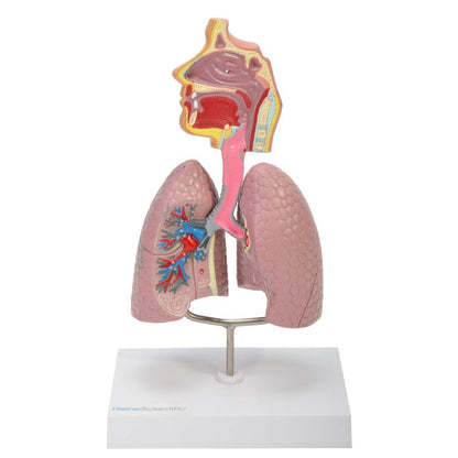 Model of the Human Respiratory System