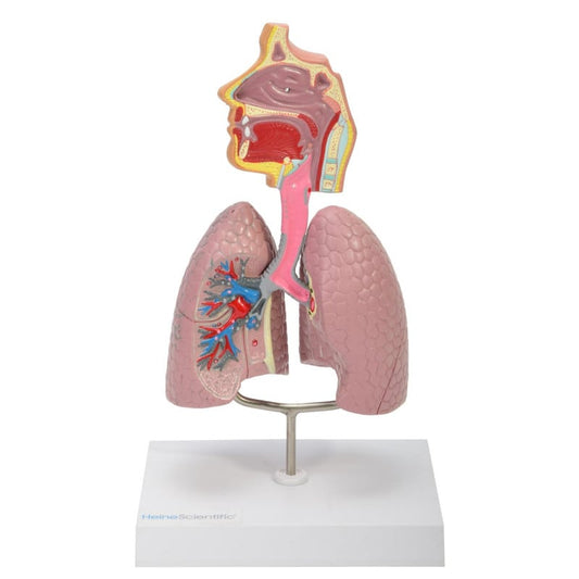 Model of the Human Respiratory System