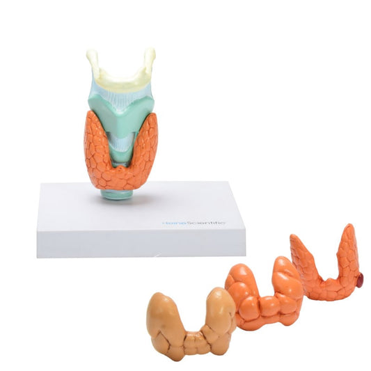 Thyroid Diseases Model
