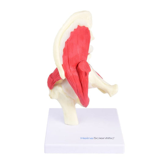 Hip Joint Model
