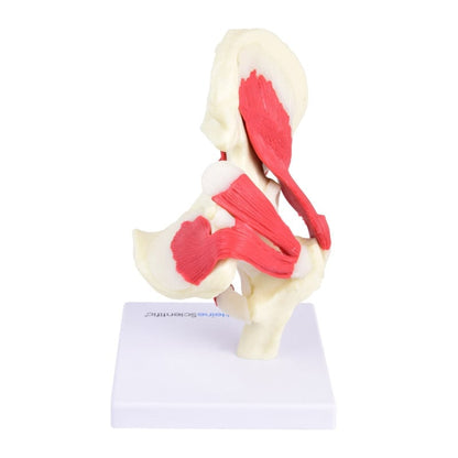 Hip Joint Model