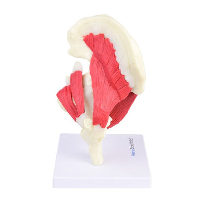 Hip Joint Model