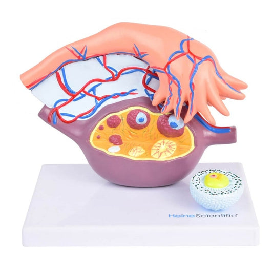 Ovary Model with Follicles