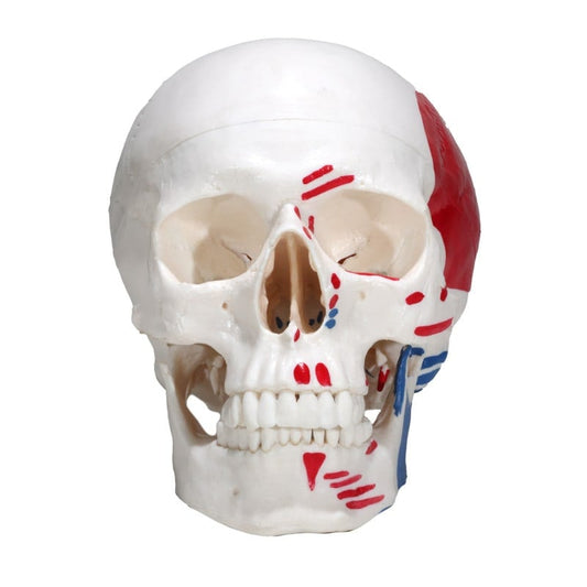 Skull Model with Painted Muscles