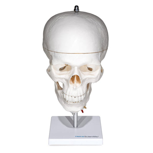 Human Skull with Cervical Spine