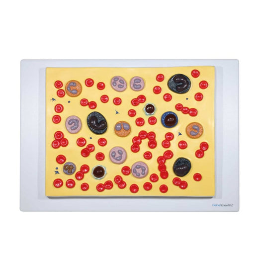 Model of Human Blood Cells
