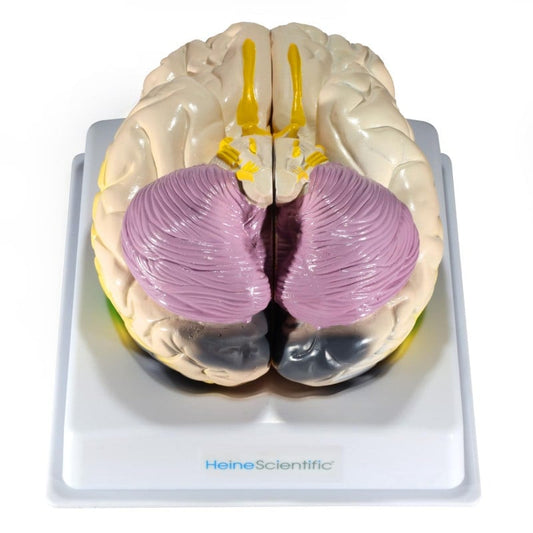 Brain with Functional Areas
